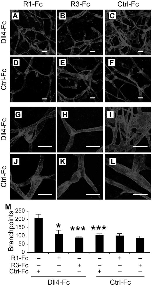 Figure 6. Requirements for VEGFR-2 and VEGFR-3 in Notch inhibition-induced lymphatic sprouting in vivo. (A-F) Lymphatic vessels stained by VEGFR-3 2 weeks after transduction of mouse ears with the indicated rAAVs. (G-M) Close-up views of panels A through F. (N) Quantification of the ear lymphatic vessel branchpoints in mice transduced with the indicated rAAVs. R1-Fc indicates VEGFR-1-Fc; and R3-Fc, VEGFR-3(domain1-3)-Fc. Ctrl-Fc indicates VEGFR-3(domain 4-7)-Fc, used as a negative control. Scale bars, 100 μm. Results represent means ± SEM summarized from 2 independent experiments with n = 4-8 per group per experiment; *P < .05; ***P < .001 compared with the first bar in panel N.