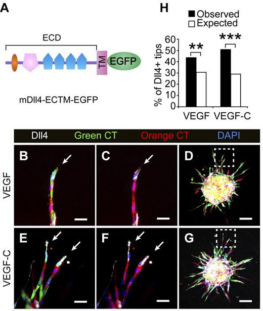 Figure 7. Lymphatic endothelial cells expressing Dll4 show an advantage in competition for the tip cell position. (A) Schematic representation of the mouse Dll4-EGFP fusion protein. (B-G) LECs transduced with mDll4-ECTM-EGFP or empty retrovirus were prelabeled with Green (green) or Orange (red) CellTracker (CT), respectively, and mixed in a 1:1 ratio to form the spheroids, which were treated with VEGF (100 ng/mL) or VEGF-C (100 ng/mL) for 48 hours. The spheroids were subsequently stained for mDll4 (white) and DAPI (blue). The arrows indicate Dll4+ tip cells. (D,G) Low-power magnification of the spheroids in panels B,C,E and F (□). Scale bars, 25 μm in panels B,C,E and F and 100 μm in panels D and G. (H) The percentage of mDll4-positive tip cells (white cells in panels A-D) out of the total tip cells was quantified and plotted against their expected values. The figure summarizes data from 2-3 independent experiments with a total of n = 122 for VEGF and n = 229 for VEGF-C treatments. A 2-tailed binomial test was used for statistical analysis. **P < .01; ***P < .001.