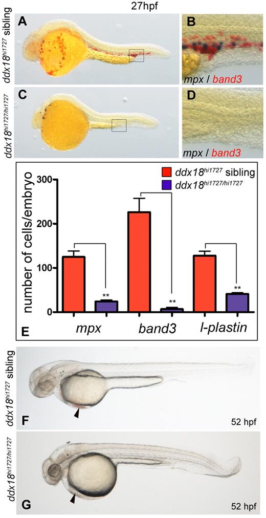 Figure 1. Loss of Ddx18 results in reduced number of primitive myeloid and erythroid cells. (A-D) Embryos (27 hpf) showing WISH for mpx (black) and band3 (slc4a1; red) to distinguish myeloid and erythroid lineage cells, respectively. Lateral view with head to the left and dorsal upward. ddx18hi1727 mutants have markedly reduced myeloid cells and erythroid cells (C) and close-up view of the ICM (D), compared with siblings (A) and close-up of ICM (B). (E) Bar chart quantifying numbers of mpx, band3, and l-plastin cells per embryo at 27 hpf. **P < .002, Student t test. (F-G) Brightfield images of 52-hpf embryos showing reduced number of erythroid cells in the ducts of Cuvier (arrowhead) in ddx18hi1727 mutants (G) compared with sibling controls (F).