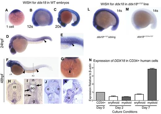 Figure 2. Expression pattern of zebrafish and human ddx18. (A-K) WISH for ddx18 in WT embryos, from 1 cell to 48 hpf. Lateral view, head to the left (B-K). (A) ddx18 is expressed at the 1-cell stage indicating it is maternally supplied. (B-C) Ubiquitous expression is observed during early development. (D) Expression in the ICM region of the 24-hpf embryo is indicated by the arrowhead. Close-up view is shown in panel E. (F) Expression of ddx18 becomes more localized to the head and along the trunk in the region of the aorta (arrowheads) at 48 hpf. (G) Ventral view of expression in blood cells over the yolk. (H-K) transverse cryosections from WISH embryos at 48 hpf, imaged on a Zeiss Axio imager Z1 microscope using a Zeiss 63×/1.4 NA Apochromat oil lens (Carl Zeiss) and Openlab software (PerkinElmer). The levels of the sections are indicated in panel F by dashed lines. (H) ddx18-expressing cells are found in the wall of the aorta, which are likely to be HSCs, the neural tube is denoted in this view (nt). Close-up view of the boxed region is shown in panel I, indicating expression of ddx18 in cells within the wall of the aorta (ao; arrows), compared with the cardinal vein (vn;, arrowhead). ddx18 expression is also noted in the gut (g) and notochord (n). (J) ddx18 is expressed in cardiac muscle. Close-up view of boxed regions in J shown in K identifies the atrium (a) and ventricle (v). (L-M) WISH for ddx18 in ddx18hi1727 siblings (L) and homozygous mutants (M) show the viral insertion results in loss of ddx18 transcript. (N) Quantitative PCR for DDX18 in primary human CB selected for CD34+ on day 0 (D0) and at 2 days and 7 days following liquid culture in myeloid or erythroid media. DDX18 is expressed in all cell subsets is highest in myeloid culture after 7 days. Expression is shown relative to β actin and normalized to expression in CD34+ cells at day 0. e indicates eye; a, atrium; v, ventricle; nt, neural tube; n, notochord; g, gut; ao, aorta; and vn, vein.