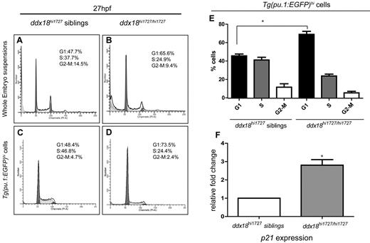 Figure 4. Loss of Ddx18 results in G1 cell-cycle arrest and elevated p21 levels. (A-D) DNA histograms from whole embryo cell suspensions (A-B) and Tg(pu.1:EGFP)–expressing cells (C-D) stained with propidium iodide. ddx18hi1727/hi1727 mutants (B,D) show increased numbers of cells in G1 and fewer cells in S and G2 phase compared with sibling controls (A,C). (E) Bar chart showing the number of cells in each phase of the cell-cycle in pu.1:EGFP+ cells from 3 experiments. *P < .05 (Student t test). (F) qRT-PCR for p21 shows expression of p21 is up-regulated in sorted Tg(pu.1:EGFP)–expressing myeloid cells from ddx18hi1727/hi1727 compared with sibling controls. Results of 3 experiments normalized to β-actin. *P < .05 (Student t test).