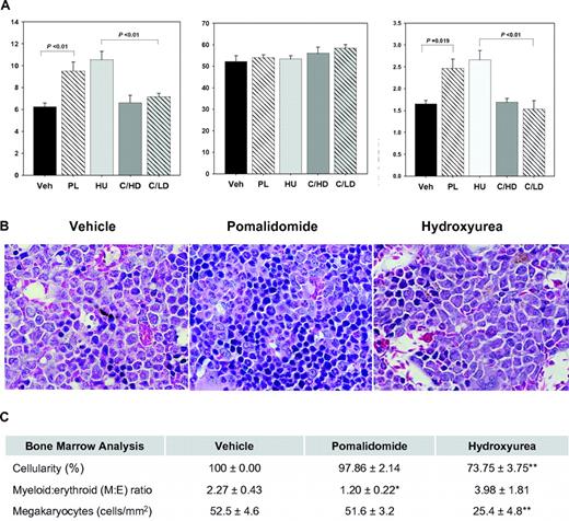 Figure 1. Pomalidomide regulates HbF synthesis and erythropoiesis in transgenic sickle cell mice. Homozygous sickle cell mice were treated with vehicle, pomalidomide, or hydroxyurea for 8 weeks by intraperitoneal injection and killed for analysis. (A) HbF protein levels as a percentage of total hemoglobin were determined by high performance liquid chromatography at the end of the study to avoid artifactual increases of HbF from repeated blood draws. F cells were analyzed by flow cytometry after immunolabeling formalin-fixed RBCs with anti–human fluorescein isothiocyanate-conjugated HbF antibody. (B) Representative images depicting the M:E ratio in hematoxylin and eosin-stained bone marrow sections of the proximal femur. Erythroid cells are recognized by their round, dense, and deeply basophilic nuclei. All images were collected using a Zeiss Axioplan 2 microscope and a Plan-Apochromat 63×/1.4 oil objective. (C) Analysis of bone marrow cellularity, M:E ratio, and megakaryocyte counts. Cellularity in the active treatment groups was determined in reference to the 100% cellular marrow in vehicle-treated sickle cell mice. Megakaryocytes were counted in 5 low magnification optical fields per animal and converted to megakaryocytes/mm2. All sections were analyzed by 2 blinded investigators. Veh indicates vehicle; PL, pomalidomide; HU, hydroxyurea; C/HD, combination high-dose treatment (10 mg/kg pomalidomide, 100 mg/kg hydroxyurea); and C/LD, combination low-dose treatment (10 mg/kg pomalidomide, 10 mg/kg hydroxyurea). *Significantly different from Veh and HU (P < .05). **Significantly different from Veh and PL (P < .01).