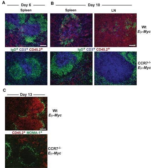 Figure 2. Differential homing preferences of Wt and CCR7-deficient lymphoma cells. Localization of tumor cells within the spleen at day 6 (A) and within LNs and spleen at day 10 (B) after tumor cell transfer. Frozen sections were immunofluorescently stained for CD45.2+ tumor cells (red), CD3+ T cells (blue), and IgD+ B cells (green). Scale bars represent 100 μm. (C) Staining for CD45.2+ tumor cells (red) and for MOMA-1+ metallophilic macrophages (green) 13 days after transfer of Wt or CCR7−/− Eμ-Myc tumor cells. Scale bars represent 100 μm.