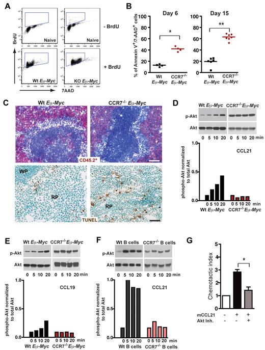Figure 3. CCR7 mediates prosurvival signals in vivo. (A) Proliferation rate of transplanted Wt (n = 3) and CCR7-deficient lymphoma cells (n = 4) in congenic recipient mice was assessed 16 hours after intraperitoneal injection of 1 mg/animal BrdU. As a control, B cells (B220+) from untreated mice (n = 2), without lymphoma cell and BrdU application, are shown in the top panel. Viable lymphoma cells (gated on B220+/CD45.2+) were stained for BrdU and 7-AAD; gated boxes represent the fraction of BrdU+ proliferating cells (bottom panel). (B) Congenic mice were transferred with 1 × 105 Wt or CCR7−/− Eμ-Myc lymphoma cells. Six (n = 4 mice per group) and 15 days (n = 6 or 7 mice per group) after tumor challenge, gated tumor cells (CD45.2+) were stained with annexin V and 7-AAD and analyzed by flow cytometry. Graph represents fraction of late apoptotic cells (annexin V+/7-AAD+). *P ≤ .05; **P ≤ .01. (C) Frozen spleen sections were stained for CD45.2+ (red; top panel). Tumor cell load for Wt (day 11; n = 3) and CCR7−/− lymphomas (day 28; n = 3) in splenic red pulp was comparable. Scale bars represent 100 μm. TUNEL staining (brown; bottom panel) of paraformaldehyde-fixed spleen sections (Wt, n = 4; CCR7−/− Eμ-Myc splenic tumors, n = 6). Scale bars represent 50 μm. (D-F) Akt phosphorylation on stimulation with CCL19 or CCL21. Freshly isolated LN-derived Wt or CCR7−/− Eμ-Myc lymphoma cells were stimulated with CCL21 (D) and CCL19 (E). In addition, splenic Wt or CCR7−/− B cells were stimulated with CCL21 (F). Cell lysates were analyzed by immunoblotting (top panels) for activation-induced Akt phosphorylation (p-Akt), and quantitation of phosphorylation relative to total Akt is shown in the bottom panels (D-F). One representative experiment of 13 (Wt Eμ-Myc lymphoma cells) and 4 (CCR7−/− Eμ-Myc lymphoma cells) independent experiments (D). One representative experiment of 4 (Wt lymphoma cells) and 1 (CCR7−/− lymphoma cells) independent experiments (E). One representative experiment of 4 (Wt B cells) and 2 (CCR7−/− B cells) independent experiments (F). (G) Chemotaxis of tumor cells derived from Wt Eμ-Myc transgenic mice toward CCL21 (100nM) in the presence or absence of Akt inhibitor (20μM). Error bars represent SD for 4 independent experiments with triplicates per each group. *P ≤ .05.