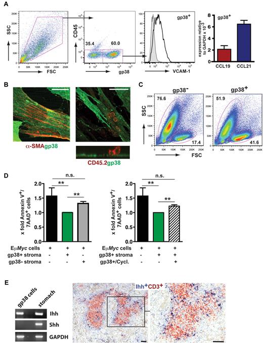 Figure 5. FRCs support the survival of Eμ-Myc lymphoma cells in vitro. (A) Analysis of single-cell suspensions prepared from spleen and LNs by collagenase digestion (n = 4 mice), followed by in vitro culture for 3 to 7 days (n = 4 experiments). Cells were stained with anti-gp38, anti-CD45, and anti–VCAM-1. On the right, quantitative RT-PCR analysis of cell cultures that were further depleted of CD11b+ macrophages. CCL19 and CCL21 gene expression relative to glyceraldehyde-3-phosphate dehydrogenase (n = 2 experiments). (B) Confocal microscopy analysis of in vitro cultured gp38+ stromal cells. Cells were stained with anti-gp38 (green) and anti-α smooth muscle actin (SMA); (red) antibodies. Anti-CD45 antibody (red) was used to detect lymphoma cells in close contact to gp38+ stromal cells (right). (Bottom) A reconstructed side view along the contact zone between gp38+ layer and tightly adherent tumor cells (n = 2 experiments). (Left) Scale bar represents 20 μm. (Middle and right) Scale bars represent 50 μm. (C) Forward scatter (FSC) and side scatter (SSC) profiles of freshly isolated Eμ-Myc lymphoma cells cocultured for 20 hours with or without stromal cells containing approximately 60% gp38+/CD45− cells. (D) Lymphoma cells were cocultured with the gp38+/CD45− fraction, or the gp38− stroma cell fraction. For inhibition of hedgehog signaling, cyclopamine (20μM) was included for 20-22 hours (right panel). Lymphoma cell apoptosis was assessed by annexin V and 7-AAD staining. Results are given as x-fold cell death relative to lymphoma cells grown in the presence of stromal cells, set arbitrarily to 1 (n = 7 independent experiments). **P ≤ .01. n.s. indicates not significant. (E) RT-PCR analysis for Ihh and Shh. RNA derived from gp38+/CD45− enriched stromal cells and stomach (left panel). The hedgehog protein Ihh is located within the T-cell zone of splenic white pulp. Formalin-fixed spleen sections from Wt animals were stained with goat anti–mouse CD3 to detect T cells (red), and a rabbit anti–mouse Ihh antibody (dark blue) to stain stromal cells. (Right) Magnification of boxed inset on the left. Scale bars represent 100 μm.
