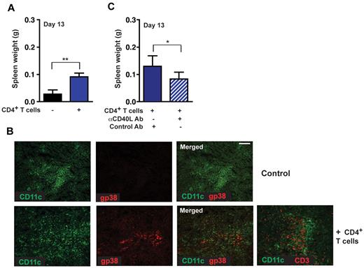 Figure 6. CD4+ T cell–mediated induction of gp38+ stromal cell networks enhances lymphoma growth. (A) Rag−/− mice were reconstituted with 5 × 106 naive CD4+ T cells (day −4) and challenged with 1 × 105 Wt Eμ-Myc lymphoma cells. Tumor load in the spleen was assessed 13 days after tumor challenge. Reconstituted Rag−/− mice 13 days after tumor challenge compared with nontreated controls (n = 6 or 7 mice per group). **P ≤ .01. (B) CD4+ T cell–reconstituted Rag−/− mice exhibited induction of gp38+ FRC networks (bottom panel: red represents FRCs; and green, CD11c+). Adoptively transferred T cells can also be visualized at this site (bottom panel right: red represents CD3+ T cells; n = 5 animals per group). Scale bars represent 100 μm. (C) In vivo blockage of the CD40 signaling pathway by treatment of Rag−/− mice with 3 × 200 μg anti-CD40L antibody in 5-day intervals starting on day 0, or control hamster antibody (n = 6 mice per group). *P ≤ .05. Rag−/− mice were reconstituted with 3 × 106 CD4+ T and challenged with 2 × 104 tumor cells. At day 13, tumor load in the spleen was assessed by weight.