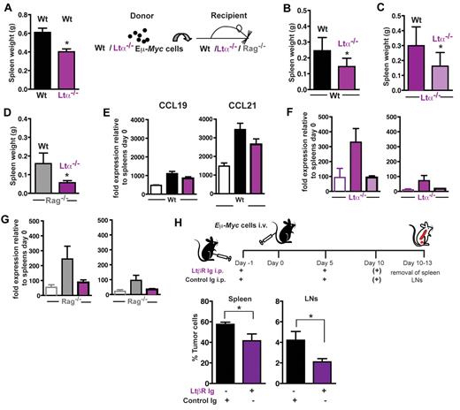 Figure 7. LTα-LTβR signaling enhances expression of CCL19 and CCL21 and supports Eμ-Myc lymphoma progression. (A) A total of 2 × 104 Wt Eμ-Myc GFP tumor cells were intravenously transferred into LTα−/− recipients (n = 4) and Wt controls (n = 5). At day 15, splenic tumor load was compared and expressed as splenic weight. Error bars represent mean ± SD of 2 independent experiments. *P ≤ .05. (B) A total of 2 × 104 Wt (n = 6) or LTα−/− Eμ-Myc tumor cells (n = 7) were intravenously transferred into congenic Wt recipients. At days 15-18 after tumor challenge, tumor load in the spleen was assessed by flow cytometry. Error bars represent mean ± SD of 2 independent experiments. *P ≤ .05. (C) A total of 2 × 104 Wt (n = 7) or LTα−/− Eμ-Myc tumor cells (n = 6) were intravenously transferred into LTa−/− recipients. At days 14-18 after tumor challenge, tumor load in the spleen was expressed as splenic weight. Error bars represent mean ± SD of 2 independent experiments. *P ≤ .05. (D) A total of 5 × 104 Wt (n = 3) or LTα−/− Eμ-Myc tumor cells (n = 3) were intravenously transferred into Rag−/− recipients. At day 17 after tumor challenge, tumor load in the spleen was expressed as splenic weight. Error bars represent mean ± SEM. *P ≤ .05. In one of the 2 experiments performed in panels B to D, splenic CCL19 and CCL21 mRNA expression of tumor challenged Wt or KO recipients was analyzed by quantitative RT-PCR (E-G). Open bars represent basal splenic CCL19 and CCL21 level of Wt (E), LTα−/− (F), and Rag−/− (G) mice. The relative CCL19 and CCL21 RNA levels of tumor-challenged mice (n = 2-4 per group) were calculated as described in “RNA extraction and RT-PCR.” (H) In vivo blockage of the LTβR signaling pathway by treatment of tumor cell recipient mice with 100 μg LTβR-Ig (n = 13) intraperitoneally in 5-day intervals starting on day −1, or control mouse IgG1 (MOCP21; n = 9), as described. Ten to 13 days after tumor challenge (1 × 105 Eμ-Myc GFP tumor cells), tumor load in spleen and LNs was assessed by flow cytometry. Error bars represent mean ± SEM. *P ≤ .05.