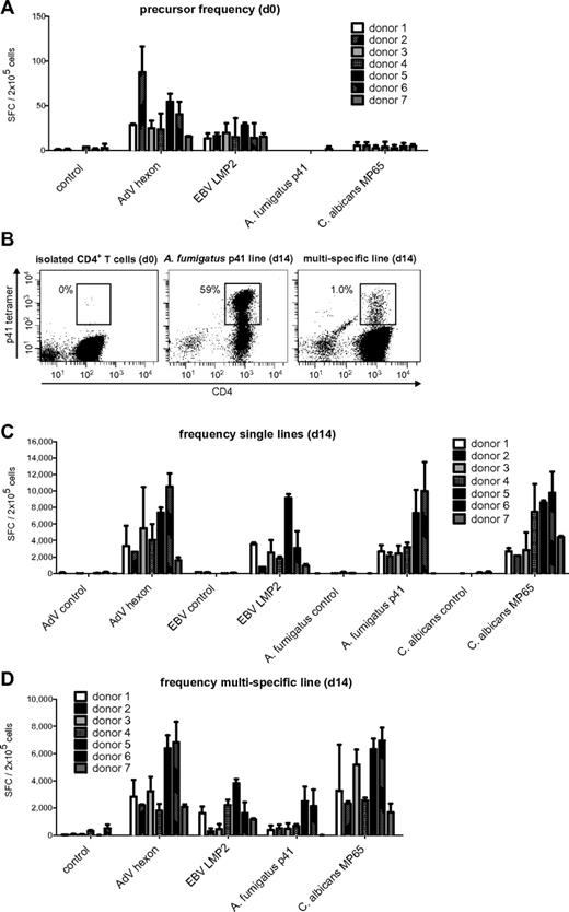 Figure 1. Memory T-cell frequencies for AdV hexon protein, EBV LMP2 protein, A fumigatus p41 peptide, and C albicans MP65 protein and expansion of antigen-specific cells. (A) Precursor frequencies of T cells specific for the AdV hexon peptide pool, the EBV LMP2 peptide pool, the A fumigatus Crf1 peptide p41, and the C albicans MP65 peptide pool in PBMCs of 7 different donors assessed by IFN-γ ELISPOT assay. (B) Quantification of A fumigatus p41–specific T cells by HLA DRB1*0401–restricted phycoerythrin-labeled tetramer staining in isolated CD4+ T cells, A fumigatus–specific single-pathogen T-cell lines, and multipathogen-specific lines 14 days after expansion. Depicted are 1 × 106 T cells in isolated CD4+ T cells and 1.5 × 104 T cells for single A fumigatus- and multipathogen-specific T-cell lines (representative example, n = 6). (C) Frequencies of T cells specific for the AdV hexon peptide pool, the EBV LMP2 peptide pool, the A fumigatus Crf1 peptide p41, and the C albicans MP65 peptide pool after 14 days of expansion in single cultures and (D) after 14 days of expansion in multipathogen-specific cultures. Frequencies (A,C,D) were determined by IFN-γ ELISPOT assay and are expressed as SFCs/2 × 105 cells (n ≥ 2).