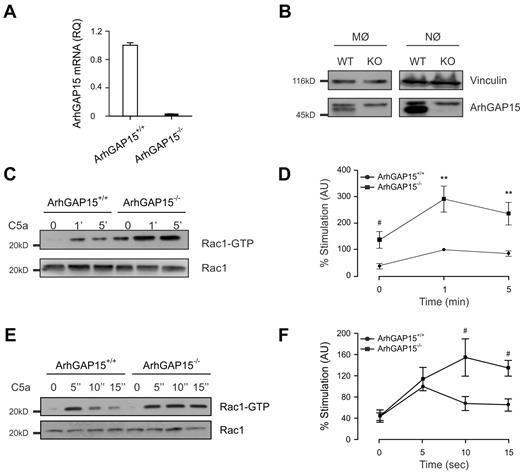 Figure 1. ArhGAP15 regulates Rac activity in phagocytes. (A) Quantitative RT-PCR analysis of ArhGAP15 expression in spleens derived from ArhGAP15+/+ and ArhGAP15−/− mice; n = 3/genotype. (B) Representative detection of ArhGAP15 Western blot from macrophage (MØ) and neutrophils (NØ) of ArhGAP15+/+ (WT) and ArhGAP15−/− (KO) mice. Only the lower band, exclusively present in WT lanes, corresponds to the correct size of ArhGAP15. Equal loading was monitored by vinculin expression; n = 3. (C-F) Determination of Rac1 activation after C5a stimulation in macrophages (C-D) and neutrophils (E-F). Representative detection of active (Rac1-guanosine triphosphate) and total Rac1 is shown. Normalization was obtained by setting the percentage stimulation of ArhGAP15+/+ cells after 1 minute for macrophages and after 5 seconds for neutrophils to 100%; at each point, n = 8/genotype. #P < .05. **P < .001.