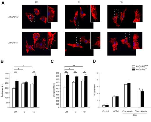 Figure 2. Loss of ArhGAP15 affects macrophage morphology but not migration. (A) Representative images of ArhGAP15+/+ and ArhGAP15−/− BMDMs were stimulated with C5a and stained for filamentous actin (red) and nuclei (blue). (B-C) Perimeter analysis and elongation ratio of ArhGAP15+/+ and ArhGAP15−/− BMDMs before and after C5a stimulation (n ≥ 60 cells/genotype). (D) Boyden chamber chemotaxis and chemokinesis analysis of ArhGAP15+/+ and ArhGAP15−/− BMDMs; n = 3/genotype. #P < .05. *P < .01. **P < .001.