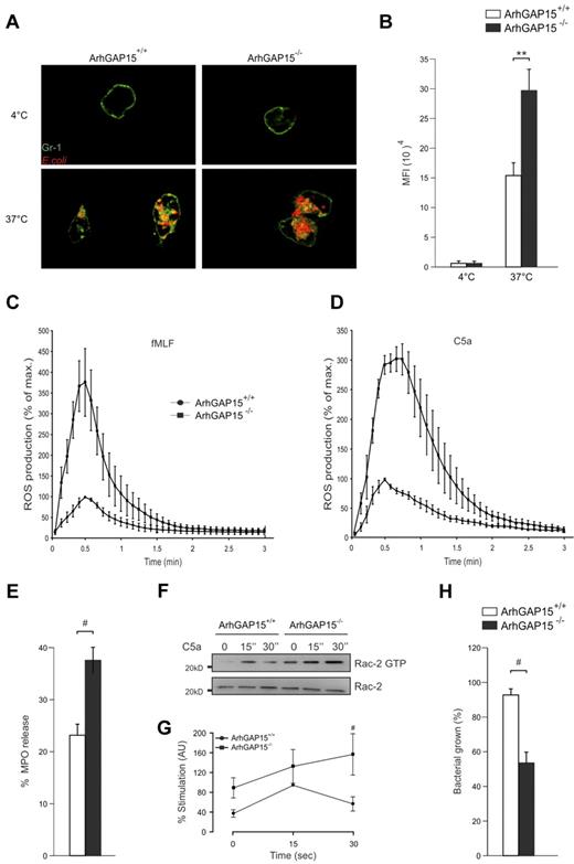 Figure 5. ArhGAP15 regulates neutrophil-mediated phagocytosis, ROS generation, and in vitro bacterial killing. (A) Representative images of E. coli (red) phagocytosed by neutrophils (Gr-1 staining in green). (B) Quantification of Texas Red fluorescence (E. coli) in ArhGAP15+/+ and ArhGAP15−/− neutrophils; n ≥ 100 cells/genotype. (C-D) ROS generation by neutrophils induced by (C) 2.5μM fMLF or (D) 100nM C5a; n = 5/genotype. (E) Quantification of MPO release by ArhGAP15+/+ and ArhGAP15−/− neutrophils; n = 4/genotype. (F-G) Determination of Rac2 activation after C5a stimulation in neutrophils. Representative detection of active (Rac2-guanosine triphosphate) and total Rac2 is shown. Normalization was obtained by setting the percentage stimulation of ArhGAP15+/+ neutrophils after 15 seconds for 100%; n = 5/genotype. (H) In vitro killing of E. coli by isolated ArhGAP15+/+ and ArhGAP15−/− neutrophils; n = 4/genotype. #P < .05. **P < .001.