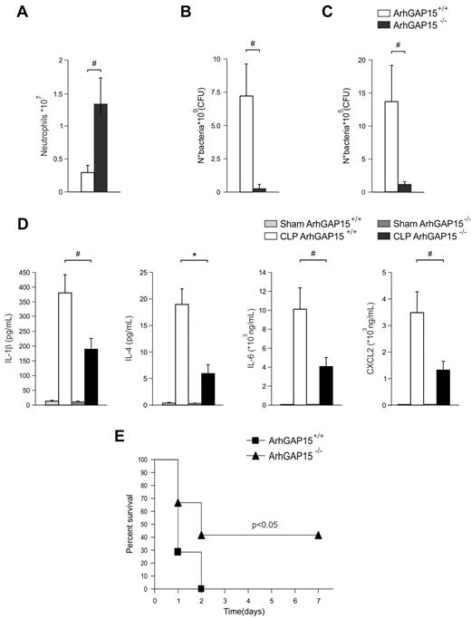 Figure 6. ArhGAP15-null mice are protected against CLP-induced severe sepsis. (A) Number of neutrophils recruited to the peritoneal cavity after CLP; n = 7/genotype. (B) Bacterial load of peritoneal lavage; n = 7/genotype. (C) Bacterial load of isolated spleens; n = 7/genotype. (D) Serum cytokine concentrations 6 hours after CLP; n = 7/genotype. (E) Kaplan-Meier survival analysis of ArhGAP15+/+ and ArhGAP15−/− mice after CLP-induced sepsis; n = 7/genotype. #P < .05. *P < .01.