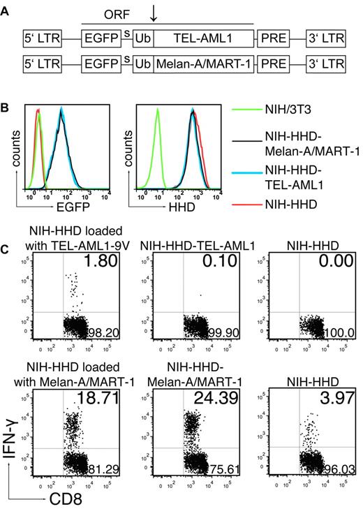Figure 4. The TEL-AML1 peptide is not naturally processed. (A) Schematic representation of the 2 MP71 constructs. EGFP, ubiquitin (Ub) and either TEL-AML1 minigene or Melan-A/MART-1 constitute a single ORF. Site of cleavage by Ub-specific proteases is indicated by arrow. LTR indicates long terminal repeat; PRE, woodchuck hepatitis virus posttranscriptional regulatory element; and s, spacer peptide. (B) Levels of expression of TEL-AML1 and Melan-A/MART-1, measured by EGFP expression (left), and of HHD, measured after staining with HLA-A*0201 specific antibody (right) in the transduced cell lines. (C) ABabDII mice were immunized either with TEL-AML1-9V (top row) or Melan-A/MART-1 peptide (bottom row) as described in Figure 1 and boosted after 14 days. Ten days after the boost spleen and LNs were isolated, pooled and cocultured overnight either with the NIH-HHD cells loaded with the corresponding peptide, or with NIH-HHD endogenously expressing TEL-AML1 fusion region (NIH-HHD-TEL-AML1) or Melan-A/MART-1 (NIH-HHD-Melan-A/MART-1). In addition, they were cultured with NIH-HHD cells only. On the next day, the cells were stained for CD8, as well as for CD3 and IFN-γ intracellularly, and analyzed by flow cytometry. Events shown are gated on CD3+CD8+ lymphocytes; numbers indicate percentages of cells in the respective quadrants. In each case one representative of 3 analyzed mice is shown.