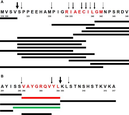 Figure 5. In vitro digestion of synthetic peptides with human proteasomes. (A) Digestion of the peptide TEL-AML1-319. Predominant cleavage products and cleavage sites are shown. Synthetic peptides were incubated until 50% of the peptide substrate was turned over by purified LCL (lymphoblastoid cell lines) 20S proteasomes, which mainly expresses immunoproteasomes. Peptide fragments are detected by LC-MS/MS (reversed phase liquid chromatography coupled online with tandem mass spectrometry) using a normal triple method. Arrows of various thickness are proportional to the relative cleavage intensity. Note the large number of destructive cleavages within the epitope (in red) and the complete absence of a potentially functional N-terminal cleavage. (B) Generation of the LLO-296-304 CD8+ T-cell epitope by digestion of synthetic polypeptide LLO-291 derived from bacterial listeriolysin O. The experiment was performed as described in panel A. The dominant relevant cleavage products and the MHC class I ligand Val296-Leu304 (in red) as well as the N-terminally elongated epitope precursor peptide thereof (in green) are shown. Arrows indicate major and minor cleavage sites. Note the strong cleavage behind the C-terminal Leu304 residue, resulting in the predominant generation of the epitope. Cleavage within the epitope does not effect the overall predominance of Val296-Leu304 peptide generation. Numbers designate amino acid residue positions in the corresponding proteins (TEL-AML1 and listeriolysin O).