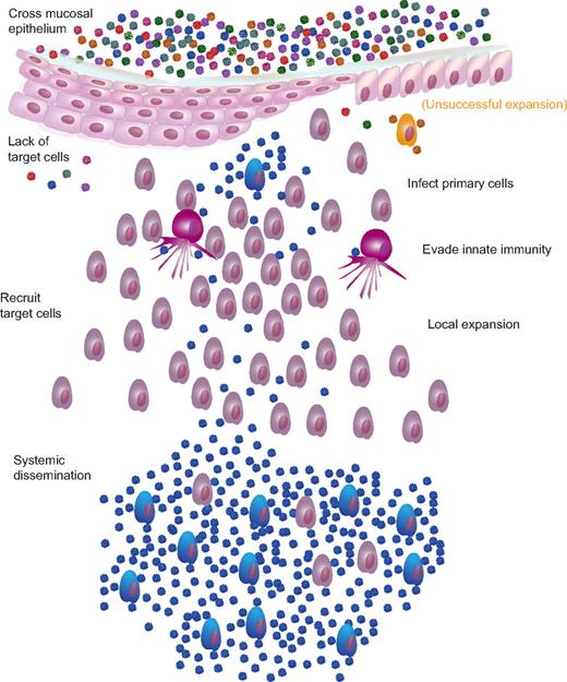 Figure 2. Mucosal transmission and single variant systemic dissemination. There are multiple barriers to infection and, most likely, multiple mechanisms by which the virus overcomes these barriers. Barriers include mucus, pH, intact epithelium, target cell availability, innate cells, and inhibitory chemokines/cytokines. After successfully traversing the mucosal epithelium, cell-free virus interacts with CD4 and coreceptor to initiate primary infection of susceptible target cells, either with or without previous transport and facilitated transfer of virions by Langerhans cells or DCs. During the next 2-5 days, the virus replicates and is amplified locally, initially fueled by preexisting targets but paradoxically expands rapidly with the recruitment of activated target cells chemotactically recruited to the site to quench the budding infection. For cervicovaginal transmission, this local expansion of virus and infected cells appears to be a prerequisite for dissemination to local lymph nodes and then systemically. Although the exact proportion of virions “lost” at each barrier is unknown, presumably, virions can be successful at crossing the epithelial barrier only to be ineffective at finding target cells (red and green virions) or unable to expand locally (orange infected cell) at a sufficiently large reproductive ratio before target cell recruitment and dissemination as to be unable to establish a systemic, disseminated productive infection.