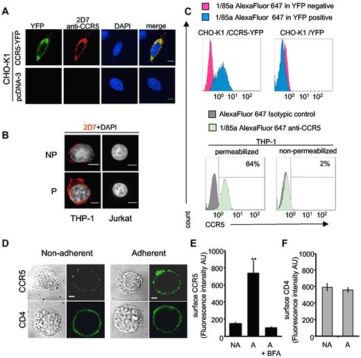 Figure 1. Specificity of antibodies under “mild” permeabilization conditions and cell-surface expression of endogenous CCR5 after adhesion of THP-1 cells. (A-C) Specificity of antibodies used in Achour et al2 under “mild” permeabilization conditions. (A) CHO-K1 cells transfected with CCR5-YFP or a control pcDNA3 plasmid were fixed with 4% paraformaldehyde (PFA) for 20 minutes at 4°C. After quenching with 50mM NH4Cl in PBS for 15 minutes, cells were washed with phosphate-buffered saline (PBS) and then incubated with PBS-bovine serum albumin (BSA) 1% containing 0.1% saponin for 20 minutes. After 1 hour incubation with the 2D7 anti-CCR5 antibody they were washed several times and incubated with Cy3-conjugated anti-mouse IgG in the same buffer. After extensive washing, slides were mounted in DAPI-containing medium. Confocal microscopy images (obtained with a Leica spinning-disk microscope equipped with a CoolSnap HQ2 CCD camera) were processed with ImageJ 1.43u software. Scale bar. 6 μm. (B) THP-1 cells analyzed for the expression of endogenous CCR5 as in panel A; saponin was omitted in nonpermeabilized cells (NP); (P):permeabilized. Control CCR5-negative Jurkat T cells are shown for comparison (C) FACS experiments in permeabilized CHO-K1 and THP-1 cells. Top panels: CHO-K1 cells were transfected with CCR5-YFP (left) or control YFP (right) plasmids. After fixation in 2% PFA for 20 minutes, cells were washed with PBS-1% BSA, 10mM HEPES, and 0.5mM EDTA, followed by 2 additional washes in the same buffer containing 0.1% saponin. Cells were then incubated in the same permeabilization buffer with the 1/85a Alexa Fluor 647–conjugated anti-human CCR5 antibody (1:50) for 45 minutes. After 2 washes, 1/85a Alexa Fluor 647 antibody signals gated on YFP-positive (blue histograms) or -negative (red histograms) cell populations were analyzed. Bottom: panels: after fixation, THP-1 cells were washed 2 times with PBS-0.2% BSA, 10mM HEPES, 0.5mM EDTA containing (permeabilized) or not (nonpermeabilized) 0.1% saponin. Cells were then incubated for 45 minutes in 100 μL of the appropriate buffer, containing (or not) 0.1% saponin and the 1/85a Alexa Fluor 647–conjugated anti-human CCR5 antibody (1:50) or the isotypic control (same antibodies as in Achour et al2). 1/85a Alexa Fluor 647 antibody signal (green histograms) or isotypic control signal (gray histograms) are shown. The percentage of positive cells is also indicated. FACS experiments were also conducted with the 2D7 antibody and gave similar results (not shown). (D-F) Increasing cell-surface expression of endogenous CCR5 after adhesion of monocytic THP-1 cells. (D) THP-1 cells were left untreated (left panels) or were incubated on fibronectin-coated (5 μg/mL Superfibronectin, S5171, Sigma-Aldrich) glass coverslips for 10 minutes (right panels), fixed (without permeabilization) and stained for surface CCR5 (top panels) or CD4 (bottom panels), using mouse 2D7 anti–human CCR5 or mouse OKT4 anti–human CD4, respectively. After incubation with the anti-mouse Alexa Fluor 488–conjugated antibody, cells were examined with a confocal microscope. Scale bar, 10 μm. (E) Average values of CCR5 surface expression calculated in 40 cells analyzed in panel D. NA indicates nonadherent; A, adherent. Fluorescence quantification (in arbitrary units [AUs[) was performed using ImageJ Version 1.38X software, with background subtraction. Statistical significance (**P < .01) using Student t test. BFA: cells incubated with 2 μg/mL brefeldin A (Sigma-Aldrich) overnight before the experiment. (F) Quantization of CD4 surface expression as described in panel E.
