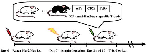 Figure 1. Schematic illustration of the experimental setup. Mice were injected intravenously with 105 Renca-Her2/Neu tumor cells on day 0. On day 7, mice were irradiated with 200 or 400 rads total body irradiation (TBI). A split dose of T-bodies (prepared by transduction of naive T cells with a Her2/neu-specific CAR, or isolated from transgenic mice expressing this CAR) was given on days 8 and 10. The CAR is composed of a scFv fused to CD28 and FcRγ signaling domains. T-bodies were derived from mice of either the C57BL/6 (allogeneic) or Balb/c (syngeneic) background.