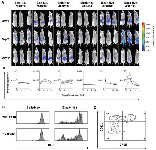 Figure 4. Allo-reactivity modulates the migration and persistence of allo-T-bodies. (A) Comparative in vivo bioluminescence imaging of Renca-Her2/neu-bearing mice (n = 6/group) treated with either syngeneic (Balb-N29) or allogeneic (Black-N29) T-bodies according to different protocols, as indicated. Day 1 indicates 1 day after the transfer of the second cell batch. BLI was performed as described in “Methods.” Images shown are of 3 representative mice per group. 200R/30 = Irradiation with 200 rads and 30 × 106 T-bodies. 200R/100 = Irradiation with 200 rads and 100 × 106 T-bodies. 400R/30 = Irradiation with 400 rads and 30 × 106 T-bodies. (B) Whole body BLI signal intensities from sequential imaging depicted in panel A. Each line represents a single animal. Pairwise differences between groups were analyzed using the Mann-Whitney test. P = .005 for Black-N29 vs Balb-N29 using the 200R/100 protocol on day 1. P = .005 for Black-N29 vs Balb-N29 using the 400R/30 protocol on day 7. P = .002 for Black-N29 vs Balb-N29 using the 400R/30 protocol on day 14. (C) In vivo proliferative capacity of allogeneic and syngeneic T-bodies. CFSE-labeled T-bodies were systemically transferred to preconditioned (200R or 400R) tumor-bearing mice according to the protocols described. Splenocytes of mice were harvested 4 days later and stained with an anti-idiotypic antibody to identify donor T-bodies. CFSE staining is shown for the transferred T-bodies. (D) CD3+ splenocytes from mice treated with allo–T-bodies using the 400R/30 protocol analyzed for expression of CFSE vs CD62L. Progressive differentiation (loss of CD62L) was concomitant with proliferation (loss of CFSE staining), P = .0001 using the χ2 test.