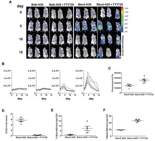 Figure 6. FTY720 reduces the number of circulating allo-T-bodies in the recipient mice and increases T-body number in the spleen. (A) Comparative in vivo BLI of Renca-Her2/neu-bearing mice (n = 6) irradiated with 400 rads, and treated with either 30 × 106 syngeneic (Balb-N29) or allogeneic (Black-N29) T-bodies. BLI was performed as in Figure 4A. (B) Whole body BLI signal intensities from sequential imaging depicted above, and measured every 3-4 days after T cell transfer from the same groups shown in panel A. Each line represents 1 animal. (C) A region of interest was defined around the spleens of mice from panel A. Shown are absolute photon counts from mice treated with allogeneic T-bodies either with or without FTY720. Means and SEM are shown. (D) Mononuclear cells were isolated 4 days after adoptive transfer from the blood of tumor-bearing mice treated with allogeneic T-bodies either with or without FTY720, and the number of T cells in the blood was quantified by staining for CD3. Means and SEM are shown. (E-F) Splenocytes of tumor-bearing mice treated with allogeneic T-bodies either with or without FTY720, were stained with anti-H2Kb 4 (E) or 7 (F) days after adoptive transfer to identify the allogeneic T-bodies. Means and SEM are shown. Each line represents 1 animal.