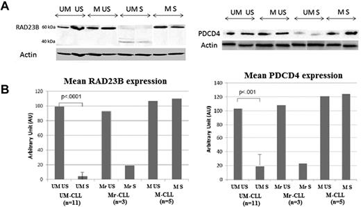 Figure 6. WB validations of PDCD4 and RAD23B profiles. (A) WB results of PDCD4 (∼ 50 kDa) and RAD23B (60 kDa) expression in US and S samples from UM- and M-CLL cells. Actin bands were used as loading controls. (B) RAD23B and PDCD4 expression levels in US and S UM-CLL (n = 11), Mr-CLL (M-responder-CLL; n = 3), and M-CLL (n = 5) samples.