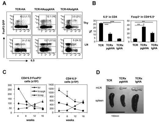Figure 1. HA expression in thymus induces negative selection of HA-specific T cells and an increase in HA-specific FoxP3+ cells, but with a different age-dependent kinetics depending on expression of the HA transgene. (A) Primary and secondary lymphoid organs from 12-week-old TCR-HA, TCR-HAxpgk-Ha, and TCR-HAxIg-HA mice were analyzed for FoxP3 and 6.5 expression among gated CD4+ cells. Shown are representative dot plots, with the percentage of total 6.5+ cells among CD4+ cells (value outside the parentheses) and the percentage of FoxP3+ cells among CD4+6.5+ cells (value in parentheses). (B) The same data are presented for a pool of 12-week-old mice, with an average of 3 mice per time point. **P < 0.01. ***P < .001. (C) Absolute numbers of 6.5+FoxP3+ cells and of total 6.5+ cells in periphery (lymph nodes and spleen) of the 3 different types of mice vary with the age. Each time point represents 2 to 5 mice. (D) A representative image of the mesenteric lymph nodes (mLN) and spleen of a 16-week-old TCR-HA, TCR-HAxpgk-HA, and TCR-HAxIg-HA mouse.