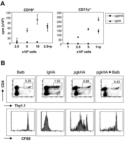 Figure 3. HA presentation by hematopoietic cells in the periphery of TCR-HAxIg-HA but not in TCR-HAxpgk-HA mice. (A) CD11c+ and CD19+ cells were electronically sorted from Ig-HA and pgk-HA mice, and different amounts of cells were tested for their capacity to induce HA-specific proliferation in vitro. Peptide (p, 0.1 μg/mL) was added in 1 condition as positive control. (B) CD4+6.5+ cells from a Thy1.1 TCR-HA mouse were CFSE-labeled and transferred (1 × 106) into Balb/c, Ig-HA, or pgk-HA recipients. Balb/c mice reconstituted 7 weeks before with pgk-HA bone marrow (last column) were also used as recipients. Three days after transfer, the proliferation of CD4+Thy1.1+ cells in the lymph nodes was determined by flow cytometry. Representative dot plots are shown, and the percentage of Thy1.1+ cells within the CD4+ gate is indicated. Two mice per group and 2 independent experiments were performed with similar results.