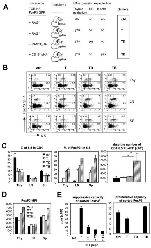 Figure 4. Development and function of HA-specific FoxP3+ and FoxP3− cells in the different chimeras expressing HA in the thymus. Thymi, lymph nodes, and spleen cell suspensions from the different chimeras illustrated in panel A were analyzed for 6.5 and GFP expression within the CD4+ gate. Shown are representative dot plots (B) as well as the percentage of 6.5 cells in the CD4 gate, of FoxP3+ cells in the CD4+6.5+ gate and the absolute numbers of CD4+6.5+FoxP3+ cells in lymph nodes and spleen (C). Three mice per group were analyzed. (D) The mean fluorescence intensity of GFP within the CD4+6.5+GFP+ gate is shown. (E) CD4+6.5+GFP+ and GFP− cells from lymph node suspensions of each type of chimera were electronically sorted and tested in vitro for their suppressive and proliferative capacity, respectively. For the suppression assay, naive 6.5+ cells were incubated with Balb/c splenic DCs in the absence or presence of peptide (0.1 μg/mL) and in the absence or presence of GFP+ cells from the different chimeras. For the proliferation assay, GFP− cells from the different chimeras were coincubated with DCs and peptide. The experiment was performed in triplicate, and 2 independent experiments gave similar results.