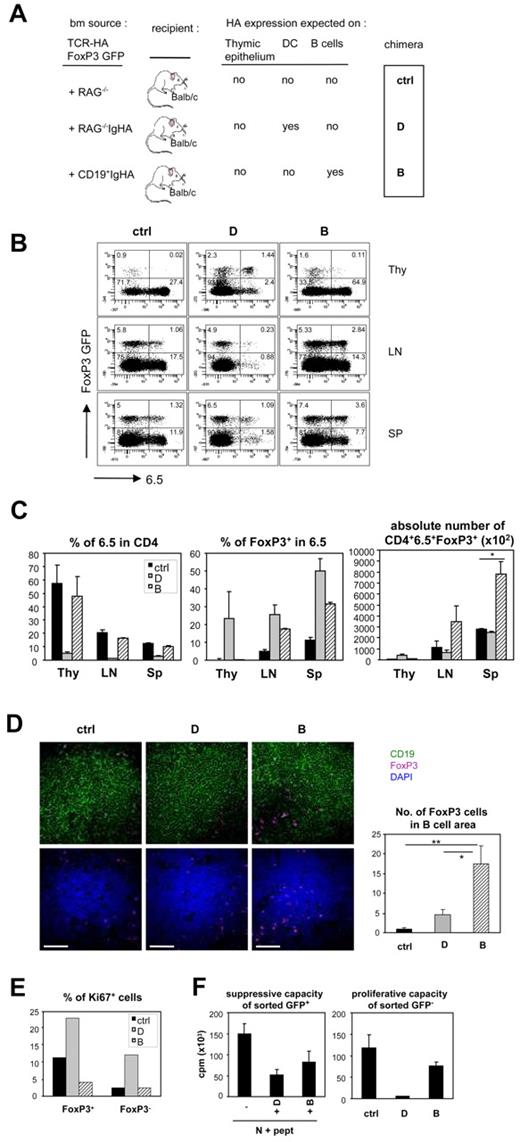 Figure 5. Development and function of HA-specific FoxP3+ and FoxP3− cells in the absence of HA expression in the thymus. Thymi, lymph nodes, and spleen cells suspensions from the different chimeras illustrated in panel A were analyzed for 6.5 and GFP expression within the CD4+ gate. Shown are representative dot plots (B) as well as the percentage of 6.5 cells in the CD4 gate, of FoxP3+ cells in the CD4+6.5+ gate, and the absolute numbers of CD4+6.5+FoxP3+ cells (C). A total of 3 mice per group were analyzed. (D) Immunofluorescence staining for CD19 (green), Foxp3 (purple), and nuclei (blue) in spleen sections of the different chimeras. The graphs represent the quantification of Foxp3+ cells in CD19+ follicules. Bar represents 50 μm. (E) The percentage of intracellular Ki67+ cells within the FoxP3+ and FoxP3− CD4+6.5+ cells was determined by flow cytometry. (F) CD4+6.5+GFP+ and GFP− cells from lymph node and spleen suspensions of each type of chimera were electronically sorted and tested in vitro for their suppressive and proliferative capacity, respectively, as described in Figure 4.