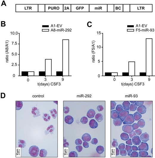 Figure 1. Functional investigation of miRNAs in 32D cells. (A) Overview of the barcoded retroviral miRNA expression vector MSCV-BC-miRNA. MiRNA expression is driven by the viral LTR promoter. This vector contains the miRNA and ∼ 250 bp endogenous flanking sequences. To allow selection of infected cells, we incorporated a dual selection cassette that consist of the puromycin-N-acetyltransferase gene fused to a segment of the FMDV 2A peptide followed by the gene coding for GFP and a 24 BP barcode (BC) sequence. (B-C) Murine myeloid 32D cells were infected with MSCV-BC vectors containing different miRNAs or no miRNA as control (A1, EV) and sorted for GFP expression by flow cytometry. Equal number of cells were mixed and switched from IL-3- to CSF3-containing medium. Cell samples were taken at indicated time points and genomic DNA was isolated. The abundance of the different BC sequences was measured with the Luminex technology. The ratios of the barcode A8 (miR-292) and barcode F5 (miR-93) signals to the A1 barcode (EV) signal of a representative result (of 2 experiments for miR-93 and 3 experiments for miR-292) are shown. (D) Micrographs showing morphology of control 32D cells (A1-EV), 32D-A8-miR-292 and 32D-F5-miR-93 cells on day 7 of CSF3 treatment. Bar indicates 10 μm.