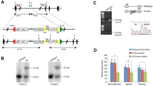 Figure 1. Generation of the Etv6-RUNX1 transposase knockin allele (Etv6+/RUNX1). (A) The endogenous Etv6 locus was targeted to introduce a SA, exons 1 to 6 of human RUNX1, an IRES followed by a hyperactive variant of the SB transposase (HSB5), and an FRT-flanked PGK-PuroΔTK drug selection marker between exons 5 and 6. The entire cassette was flanked by Lox66 and Lox71 sites for potential Cre-mediated inactivation of the Etv6-RUNX1 fusion gene. The PuroΔTK drug marker was removed by breeding mice to an Flpe deleter strain before tumor watch experiments. Probe A (5′) and probe B (3′) are shown. S, StuI. (B) Southern blot analysis on StuI-digested tail DNA confirmed germ line transmission and homologous recombination of the 5′ and 3′ targeting vector arms. (C) RT-PCR showing expression of Etv6-RUNX1 fusion transcripts in bone marrow from Etv6+/RUNX1 mice, using primers located as indicated by the arrows on the schematic of the Etv6 locus. Bottom panel shows a sequence trace showing splicing of the Etv6 and RUNX1 transcripts to produce an in-frame fusion transcript. (D) qPCR of Etv6 and Etv6-RUNX1 fusion transcripts (using primers as mentioned herein). RNA was extracted from bone marrow, spleen, and thymus. Relative Etv6 gene expression in wild-type (blue) and Etv6+/RUNX1 tissues (red), and relative Etv6-RUNX1 fusion transcript expression in Etv6+/RUNX1 tissues (green) is shown. The data were collected from the analysis of 5 littermate mice of each genotype (± SD). **P < .005, *P < .05.