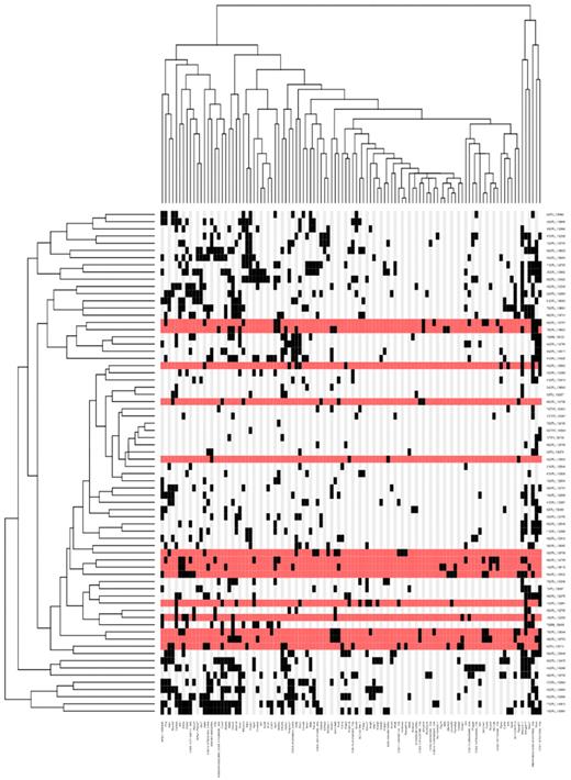 Figure 4. Hierarchical clustering of the leukemias and their mutated genes based on common insertion sites. A matrix of 71 leukemias against the 102 CIS genes identified by analysis of transposon insertions by the GKC method was constructed. Although 73 leukemias were subjected to ligation-mediated PCR, sample 120992 did not have any insertions that were mapped and sample 138641 had only 44 insertions sites that were mapped, but none of these contributed to any CISs; thus, these 2 samples do not appear in the heatmap because the heatmap is based on the co-occurrence of insertions in CISs. Hierarchical clustering was performed on a binarized version of the matrix using the Hamming distance metric along both the rows and columns, to aggregate leukemias and CIS genes with similar insertions patterns. The 2 resulting dendrograms were visualized as a heatmap, where black squares indicate the presence of at least one insertion in the tumor, and gray no insertion site. Leukemia rows highlighted in red indicate a BCP-ALL phenotype (n = 15; only 14 rows highlighted in red because no insertions were found in the called CIS for sample 138895). The clustering and visualization were performed using the R programming language (Version 2.10.0; http://www.r-project.org) and Bioconductor (Version 2.5; http://www.bioconductor.org).