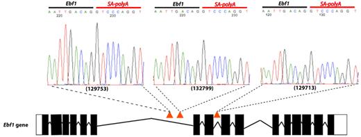 Figure 5. Insertions in the Ebf1 gene. Three Etv6+/RUNX1; T2Onc+/Tg (EROnc) mice (129753, 132799, and 129713) that developed BCP-ALL carried insertions in the Ebf1 gene (indicated by the red triangles in introns 6 and 8). Sequencing of the insertion-genome junction from splenic cDNA of these mice showed the splicing of Ebf1 directly onto the SA-polyA from the transposon. Although sample 129713 carried an insertion in intron 8, we detected splicing onto the transposon directly from exon 6.