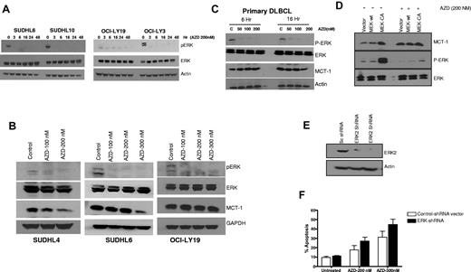 Figure 1. ERK and MCT-1 in DLBCL cell lines and primary cells. (A) SUDHL6, SUDHL10, OCI-LY19, and OCI-LY3 cells were treated with 200nM AZD6244 for the indicated periods of time. Cell lysates were subjected to Western blotting using pERK and ERK antibodies. Actin was used as an internal control. (B) SUDHL4, SUDHL6, and OCI-LY19 cells were treated with indicated concentration of AZD6244 for 18 hours. pERK, ERK, and MCT-1 protein levels were measured by Western blotting using the respective specific antibodies. (C) Western blot showing down-regulation of pERK and MCT-1 in primary DLBCL cells afterAZD6244 exposure for 6 and 16 hours. Peripheral blood monocytes (PBMC) were obtained from 3 DLBCL patients (each with relapsed/refractory transformed DLBCL with leukemia involvement). PBMCs were incubated with indicated concentrations of AZD6244 for 6 or 16 hours. This patient/figure is representative of 3 primary DLBCL subjects. Cell lysates were subjected to Western blotting using specific antibodies for pERK, ERK or MCT-1. (D) Over-expression of constitutively active (CA) MEK2 increased ERK and MCT-1 protein levels. Raji cells were transfected with wild-type (WT) MEK2, CA MEK2 construct, or the vector control (V). After 24 hour transfection, cells were incubated with 200nM of AZD6244 for 24 hours. The cell lysates were subjected to Western blot analysis. (E) OCI-LY3 cells were transduced with scrambled (sc) shRNA or ERK2 shRNA by spin infection using GIPZ lentivirus system. After puromycin selection cells were subjected to Western blotting to check the protein level. (F) OCI-LY3 cells after positive selection were treated with 200nM or 300nM AZD6244 for 48 hours, which was followed by annexin V/PI staining and analyzed by flow cytometry.