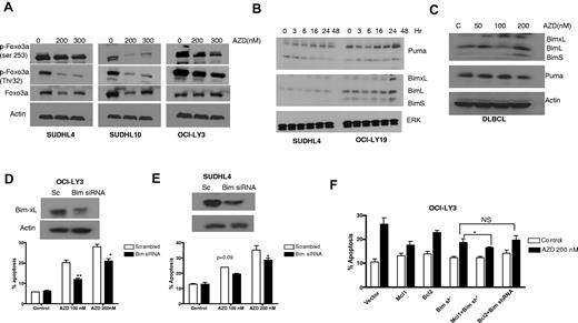 Figure 6. FOXO3a and BIM expression and function. (A) Reduction of FoxO3a activity. SUDHL4, SUDHL10, and OCI-LY3 cells were treated with indicated concentration of AZD6244 for 24 hours. Cell lysates were subjected to Western blotting using p-FoxO3a and FoxO3a antibodies. (B) Induction of proapoptotic proteins by AZD6244. SUDHL4 and OCI-LY-19 cells were treated with 200nM AZD6244 for indicated periods of time. PUMA and BIM proteins were detected by immunoblotting using specific antibodies. (C) Increase in proapoptotic proteins PUMA and BIM in PBMCs from DLBCL patients by Western blotting after AZD6244 treatment for 18 hours. Actin was used as a loading control for all blots. (D) OCI-LY3 and (E) SUDHL4 cells were transfected with BIM siRNA or scrambled siRNA, using Amaxa nucleofection kit, followed by incubation with 100nM or 200nM AZD6244 for 48 hours. Knockdown of BIM is shown by Western blot. Apoptosis was measured by annexin V/PI staining followed by flow cytometry. (F) OCI-LY3 cells were transduced with BIM shRNA using lentivirus system. Stably transduced cells that were subsequently transfected with Bcl-2 or Mcl-1 expressing plasmids. After 24-hour transfection, cells were treated with 200nM of AZD6244 for 48 hours and annexin V/PI staining and analyzed by flow cytometry.