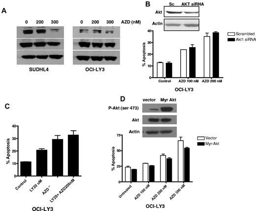 Figure 7. Effect of AKT signaling. (A) Western blotting showing p-AKT and AKT expression. SUDHL4 and OCI-LY3 cells were treated with indicated concentrations of AZD6244 for 24 hours. Whole cell lysates were used to determine protein expression by Western blotting using specific antibodies against p-AKT and AKT. (B) AKT knockdown using AKT siRNA. OCI-LY3 cell were transfected with AKT siRNA or scrambled siRNA using Amaxa nucleofection kit. Knockdown of AKT is shown by Western blotting. After 24 hour transfection, cells were treated with AZD6244 for 48 hours. Apoptosis was measured by annexin V/PI by flow cytometry. (C) Chemical blockade of the PI3/AKT pathway. OCI-LY3 cells were pretreated with 20μM of LY294002 (LY) for 1 hour followed by incubation with 200nM AZD6244 for 48 hours. Apoptosis was measured by annexin V/PI staining followed by flow cytometry. (D) Constitutive activation of AKT. OCI-LY3 cells were transfected with either constitutively active AKT (Myr-Akt) or vector (pcDNA) alone. After selection in neomycin for 14 days, positively selected cells were treated with indicated concentration of AZD6244 for 48 hours. Apoptosis was measured by annexin V/PI staining followed by flow cytometry.