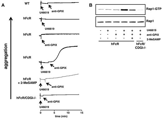Figure 4. CalDAG-GEFI deficiency protects from platelet aggregation induced by antibodies to GPIX. (A) Aggregation of hFcR (black line), hFcR pretreated with 100μM 2-MeSAMP (light gray line), and hFcR/CDGI−/− (dark gray line) platelets in response to 0.5 μg/mL anti-GPIX in combination with a threshold dose of U46619 (0.25μM). Aggregation responses of hFcR platelets to either 0.5 μg/mL anti-GPIX or 0.25μM U46619 alone are shown for comparison. (B) Rap1 activation in hFcR and hFcR/CDGI−/− platelets at t = 15 minutes of stimulation with anti-GPIX (0.5 μg/mL) and/or U46619 (0.25μM) in the absence or presence of 100μM 2-MeSAMP. (Bottom panel) Total Rap1 as loading control. Representative of 3 independent experiments.