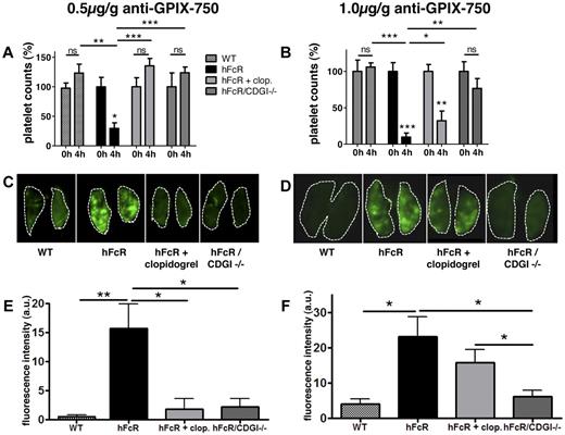 Figure 6. CalDAG-GEFI deficiency protects from immunoglobulin-induced thrombosis in vivo. (A-B) Platelet counts in whole blood at baseline and 4 hours after infusion of anti-GPIX antibody. (C-D) Representative near-infrared images of lungs extracted from the respective mice 4 hours after anti-GPIX-Alexa750 injection obtained with a LICOR Odyssey scanner, software; LICOR Odyssey, Version 3.0. (E-F) Quantitative analysis of the integrated fluorescence density (Adobe Photoshop CS3 extended, Version 10.0.1 Adobe). Results shown are mean fluorescence intensity (a.u.) ± SEM; n = 3 to 5. WT (checkered bar), transgenic hFcR (black bar), hFcR pretreated with 75 mg/kg body weight clopidogrel (light gray bar), and hFcR/CDGI−/− (dark gray bar) mice were injected with an Alexa750-labeled antibody against GPIX at a dosage of 0.5 μg/g (A,C,E) or 1 μg/g (B,D,F) body weight. ***P < .001. **P < .01. *P < .05. ns indicates not significant.