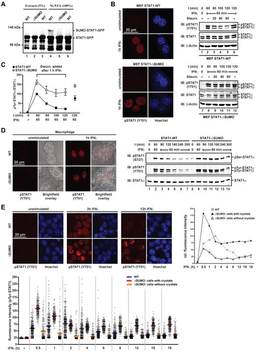 Figure 1. SUMO-mediated paracrystal dispersal curtails STAT1 activity in the nucleus. (A) Green fluorescent protein (GFP)–tagged wild-type STAT1 or mutant Glu705Gln (ΔSUMO) was coexpressed with Ubc9 (all lanes) and His-tagged SUMO1 (lanes 1, 2, 4, and 5) in HEK293T cells. Whole cell extracts were prepared in buffer containing 120mM N-ethyl-maleimide (Sigma-Aldrich) and subjected to native affinity chromatography on Ni-NTA agarose (QIAGEN) to enrich His-tagged SUMO1 conjugates. Shown are the results of a representative immunoblot analysis of cell extracts and bound Ni-NTA chromatography fraction using anti STAT1-specific antibody (C24; Santa Cruz Biotechnology). (B) Left: Immunofluorescence confocal micrographs of unstimulated or 1-hour IFNγ-stimulated (50 U/mL mouse IFNγ; Calbiochem) mouse embryonic fibroblasts derived from SUMO-free STAT1-Glu705Gln (ΔSUMO) knockin mice or wild-type littermates using anti–Tyr701-phosphorylated STAT1 antibody. Nuclei were stained with Hoechst dye. Right: immunoblot analyses of corresponding whole cell extracts depicting STAT1 activation kinetics. Cells were left untreated or were treated with IFNγ for 60 minutes, after which time the medium was replaced by growth medium without or with 0.5μM tyrosine kinase inhibitor staurosporine. The cells were incubated for the indicated times before cell extraction and consecutive Western blotting on the same membrane using anti-Tyr701–phosphorylated STAT1-specific antibody (Cell Signaling Technology), anti-STAT1–specific antibody (E23; Santa Cruz Biotechnology) and then anti–β-actin specific antibody (Sigma-Aldrich). Note that antibody E23 recognizes both STAT1 splice variants, full-length STAT1α, and truncated STAT1β. (C) Diagram depicting specific Tyr701-phosphorylation of SUMO-free and wild-type STAT1 using fibroblast extracts as shown in panel B. IFNγ-stimulated wild type was set as 100. Data are presented as the mean ± SD of 3 independent immunoblot analyses for each STAT1 variant. (D) Left: Immunofluorescence confocal micrographs of unstimulated or 1-hour IFNγ-stimulated (50 U/mL mouse IFNγ) BMMs from SUMO-free STAT1 (ΔSUMO) knockin mice or wild-type littermates using anti Tyr701-phosphorylated STAT1-specific antibody. Cell dimensions are shown using bright-field microscopy. Right: Representative immunoblot analyses of corresponding whole cell extracts depicting STAT1 phosphorylation kinetics at residues Ser727 and Tyr701. Anti-Ser727–phosphorylated STAT1-specific antibody (44-382G; Invitrogen), anti-Tyr701–phosphorylated STAT1-specific antibody (Cell Signaling Technology), and then anti-STAT1–specific antibody (M23; Santa Cruz Biotechnology; note that this antibody recognizes full-length STAT1α splice variant only) were used. (E) Time course of soluble activated STAT1 in the nucleus of HEK293T cells expressing wild-type or SUMO-free STAT1, as determined by quantitative immunofluorescence confocal microscopy. Top left: Representative immunofluorescence micrographs of cells before and after treatment with 5 ng/mL human IFNγ (Calbiochem) using anti-Tyr701–phosphorylated STAT1-specific antibody. Bottom: Scatter plot depicting unprocessed fluorescence signal intensities recorded outside paracrystals and nucleoli in the nucleoplasm of 170-250 randomly selected cells per time point for each STAT1 variant. For SUMO-free STAT1, cells with paracrystals and without are grouped separately; horizontal bars indicate average fluorescence signal intensity. Top right: Graph depicting the time course of average fluorescence signal intensities. Data were background subtracted; in addition, to correct for the ∼ 15% of cells that were unresponsive to IFNγ (not applicable to dataset ΔSUMO with paracrystals), the bottom 15% intensities of each time point were excluded in this representation. Data are shown relative to the wild-type maximum (t = 2 h), which was set as 100.