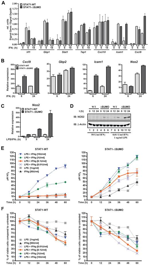 Figure 2. Sumoylation of STAT1 desensitizes cells to IFNγ. (A) End point RT-PCR analyses of IFNγ-induced genes in mouse embryonic fibroblasts derived from SUMO-free STAT1 (ΔSUMO) knockin mice or wild-type littermates. Cells were left untreated or treated with 50 U/mL mouse IFNγ for the indicated times, followed by RNA extraction, reverse transcription, and PCR. Shown are the Gapdh-normalized signal intensities of ethidium bromide–stained PCR products. Data are the mean and SEM of 3 independent experiments. (B) Real-time PCR analyses using BMMs from mice expressing SUMO-free STAT1 (ΔSUMO) or wild-type littermates. Cells were left untreated or were treated with mouse IFNγ (50 U/mL) for 6 or 24 hours. Shown are Gapdh-normalized gene expression data (mean ± SEM) of 3 independent experiments. (C) As in panel B, but BMMs were left untreated or were cotreated with IFNγ (50 U/mL) and LPS (1 ng/mL) for 3, 6, or 24 hours. Shown is the Gapdh-normalized expression of Nos2; values are mean ± SEM of 3 independent experiments. (D) Consecutive immunoblot analysis using NOS2-specific antibody (iNOS; BD Biosciences) and then β-actin antibodies with whole cell extracts from macrophages derived from SUMO-free STAT1 (ΔSUMO) knockin mice or wild-type littermates. The cells were treated for the indicated times with IFNγ alone or in combination with LPS. Data are representative of 2 independent experiments. (E) Nitric oxide production of BMMS derived from wild-type (left) or SUMO-free STAT1 knockin mice (ΔSUMO; right). Macrophages were seeded in 96-well plates at a density of 1 × 104 cells/well and kept for 60 hours in L cell–conditioned medium (10% L cell–supplemented DMEM with 10% calf serum) supplemented for the indicated times with IFNγ or LPS or combinations thereof. Half the culture supernatant (50 μL) and Griess reagent were subsequently used to determine absorption at 550 nm, before nitrite concentrations were calculated using a standard curve. Data are representative for 2 independent experiments carried out in duplicate. (F) Corresponding viability of the cells used in panel E, as determined by their ATP content. The value obtained for cells kept in L cell–conditioned medium for 60 hours was set to 100 and used as the reference point.
