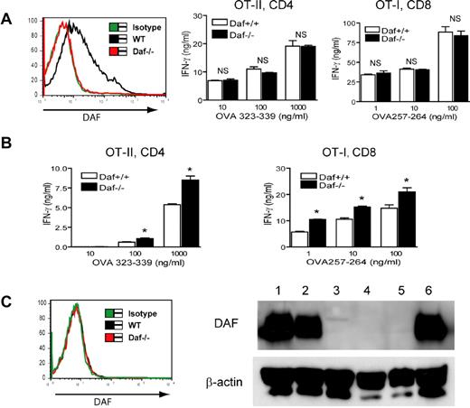 Figure 3. Elicited but not resident peritoneal macrophages from Daf−/− mice are more potent T-cell stimulators than similarly harvested WT mouse macrophages. (A) FACS analysis showing that resident peritoneal macrophages from WT but not Daf−/− mice expressed DAF (left panel). No difference was observed between resident peritoneal macrophages of WT and Daf−/− mice in their ability to stimulate OT-II CD4+ or OT-I CD8+ T cells as measured by IFN-γ production. NS indicates not significant. P > .05. (B) Thioglycollate-elicited peritoneal macrophages from Daf−/− mice were more potent than similarly harvested WT macrophages in stimulating OT-II CD4+ or OT-I CD8+ T cells as measured by IFN-γ production. *P < .05. (C) FACS (left panel) and Western blot (right panel) analysis showing that DAF was completely down-regulated on thioglycollate-elicited WT mouse peritoneal macrophages. Lane designation in right panel: Lanes 1 and 6, WT splenocytes; lane 2, WT resident peritoneal macrophages; lane 3, Daf−/− resident peritoneal macrophages; lane 4, WT thioglycollate-elicited peritoneal macrophages; lane 5, Daf−/− thioglycollate-elicited peritoneal macrophages. Except Western blot data, all results are representatives of 5 independent experiments.