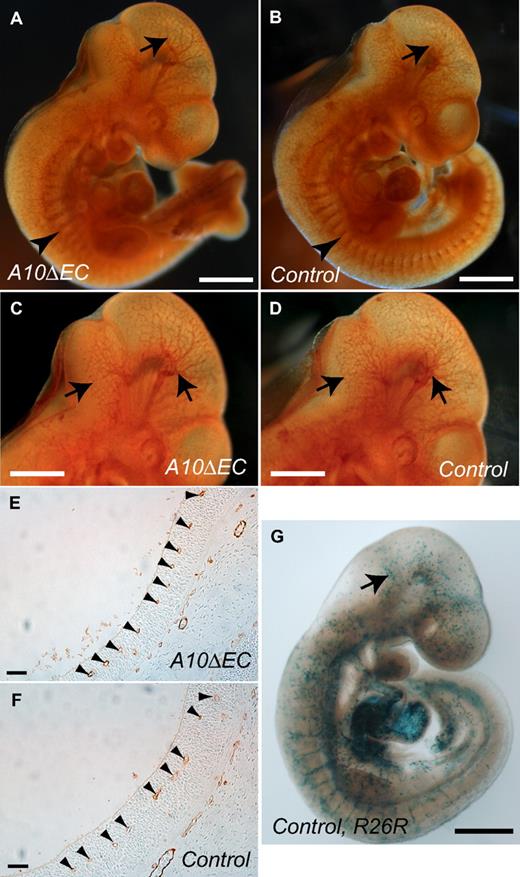 Figure 3. Analysis of developmental angiogenesis at E9.5. (A-D) Micrographs of CD31-stained whole-mounted A10ΔEC (A,C) and control (B,D) embryos at E9.5 (superficial cranial vessels are marked by arrows, and intersomitic vessels by arrowheads). (E,F) Representative micrographs of CD31-stained sections of the vasculature of the fourth ventricular floor in A10ΔEC (E) and control (F) embryos at E9.5 showed a similar distribution of small caliber vessels (arrowheads). (G) Whole-mounted LacZ staining of a Tie2-Cre/R26R control E8.5 embryo showed patchy β-galactosidase staining within cranial vessels (arrow). Scale bars in panels A-B,G: 600 μm; C-D: 400 μm; E-F: 30 μm.