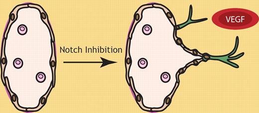 Notch inhibition, in concert with VEGF stimulation, promotes lymphatic vessel sprouting. Notch signaling regulates quiescence of the lymphatic vasculature. On exposure to lymphangiogenic stimuli including VEGF and VEGF-C, Dll4 levels are elevated in lymphatic endothelial tip cells (green), presumably activating Notch signaling in neighboring lymphatic endothelial stalk cells and thereby preventing their sprouting. Notch pathway inhibition promotes lymphatic vascular sprouting induced by VEGF.