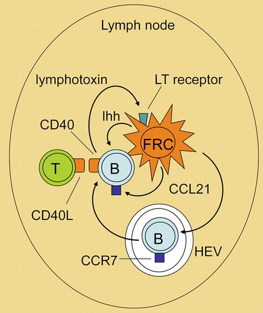 Scenario for lymphoma cell homing and cellular interactions in the lymphoma niche. Fibroblatic reticular cells (FRCs) secrete CCL21 through which CCR7-expressing lymphoma cells are attracted into the lymph node (or spleen) and home to the FRCs in the T-cell region. The lymphoma cells themselves secrete lymphotoxin through which they stimulate lymphotoxin receptor–expressing FRCs. In the niche, lymphoma B cells receive survival signals, presumably including Indian hedgehog secreted by FRCs and CD40 stimulation through CD40 ligand-expressing CD4+ T cells. B indicates lymphoma B cell; FRC, fibroblastic reticular cell; HEV, high endothelial venules; Ihh, Indian hedgehog; LT receptor, lymphotoxin receptor; and T, T cell.