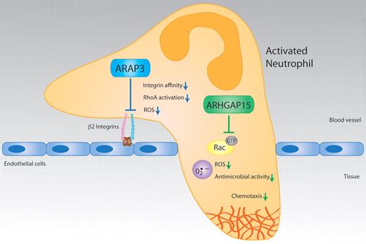 New papers by Gambardella et al and Costa et al, respectively, reveal that ARAP3 and ArhGAP15 are negative regulators of important neutrophil functions in vitro and in vivo, including integrin-mediated cell adhesion, ROS production, and chemotaxis. Illustration by Christine De Nardo and Waldemar Kolanus.