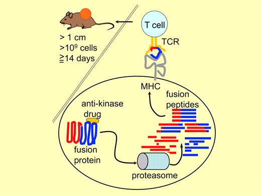 The antikinase drug imatinib specifically binds to the inactive conformation of the Abelson tyrosine kinase and does not only inhibit the catalytic activity of the Bcr-Abl fusion protein but also that of other closely related Src kinases.3 By contrast, T cells recognizing the fusion peptide have the potential of being truly cancer-specific. However, as described by Popvic et al, sufficient amounts of the appropriate peptide must be generated by the proteasome, and the peptide must bind to the patient's MHC with high affinity, so that T cells can eradicate clinically relevant cancer in vivo.1