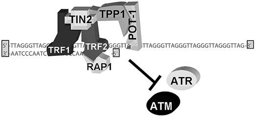 Figure 1. The shelterin complex. Telomere DNA extremity is schematized at the junction between double strand DNA an 3′ single-strand overhang. The shelterin complex is composed of 2 double-strand telomeric sequence–binding proteins (TRF1 and TRF2), of one 3′overhang-binding protein (POT1) and of 3 others proteins (TIN2, TPP1, RAP1), essential for the complex constitution and stabilization. This complex inhibits DDR activation and ATM and/or ATR activation.
