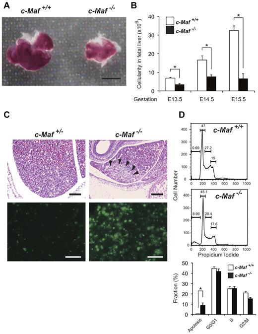 Figure 2. Increased number of apoptotic cells is observed in c-Maf−/− fetal liver. (A) Gross appearance of E13.5 fetal liver. The c-Maf−/− fetal liver is smaller than a c-Maf+/+ fetal liver. Scale bar represents 100 μm. The picture was taken with a NIKON coolpix 5200 digital camera in macro mode and processed with the Adobe Photoshop CS4 software.(B) The mean total number of fetal liver cells in c-Maf+/+ (n = 14) and c-Maf−/− (n = 10) embryos at E13.5, c-Maf+/+ (n = 6) and c-Maf−/− (n = 4) embryos at E14.5, and c-Maf+/+ (n = 8) and c-Maf−/− (n = 8) embryos at E15.5. The mean number of fetal liver cells is significantly reduced in c-Maf−/− embryos. Data are presented as mean ± SEM. (C) H&D staining of c-Maf+/− and c-Maf−/− fetal liver sections (top). Arrowheads indicate pyknotic nuclei, which indicate apoptotic cells. TUNEL assays showed increased apoptosis in the c-Maf−/− fetal liver (bottom panel). Images were acquired by a Leica DM RXA2 microscope (Lecia HC PL Fluotar 20×/0.50 PH2) at room temperature and processed with the Adobe Photoshop CS4 software. Scale bars in the top panel represent 200 μm. Scale bars in the bottom panel represent 50 μm. (D) The fraction of cells in different phases of the cell cycle was measured by PI staining followed by flow cytometric analyses. The percentage of cells in sub-G0/G1, G1, S phase, and G2/M are indicated. The sub-G0/G1 phase represents the apoptotic population. The apoptotic population was increased in c-Maf−/− fetal liver.