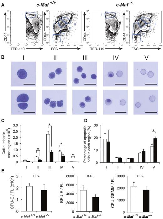 Figure 3. Definitive erythropoiesis in fetal liver is impaired in c-Maf−/− embryos but c-Maf−/− fetal liver cells can form erythroid colonies. (A) Flow cytometric analysis of fetal liver cells isolated from E13.5 embryos labeled with a FITC-conjugated anti–TER-119 mAb and an APC-conjugated anti-CD44 mAb. Regions I to V are defined by a characteristic staining pattern and forward scatter (FSC) intensity of cells as indicated. (B) Representative images of erythroblast structure on stained cytospins from the 5 distinct regions shown in Figure 3A of wild-type fetal liver. Images were acquired by a Biorevo BZ microscope (Plan Apo 20×0.75 DIC N2) at room temperature and processed with the Adobe Photoshop CS4 software. Scale bar represents 20 μm. (C) Comparison of c-Maf+/+ and c-Maf−/− fetal livers in region I to region V. □ represents c-Maf+/+; ■, c-Maf−/−; n = 8∼10 per group; *P < .05. (D) The ratio of annexin V+ cells from region I to region V was compared in c-Maf+/+ and c-Maf−/− fetal livers. □ represents c-Maf+/+; ■, c-Maf−/−; n = 3 per group; *P < .05. (E) In vitro colony assay with the use of fetal liver cells from c-Maf+/+ (□) and c-Maf−/− (■) embryos at E13.5. A total of 20 000 fetal liver cells were plated and cultured with methylcellulose media. The numbers of CFU-E–, BFU-E–, and CFU-GEMM–derived colonies per fetal liver are shown. No significant difference (n.s.) was found in the number of CFU-E–, BFU-E–, or CFU-GEMM–derived colonies per fetal liver in c-Maf+/+ embryos and c-Maf−/− embryos; n = 6∼7 per group; data are presented as mean ± SEM. FL indicates fetal liver.