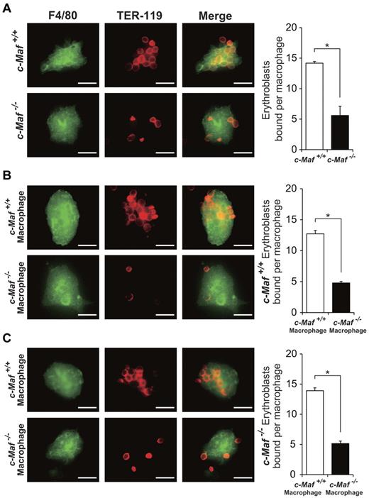 Figure 4. Absence of c-Maf impairs the formation of erythroblastic islands in the fetal liver. (A) Native erythroblastic islands isolated from c-Maf+/+ and c-Maf−/− fetal liver were immunostained with F4/80 (green) and TER-119 (red) Abs as described in “Methods.” F4/80 is used as a macrophage-specific marker, and TER-119 is used as a marker for erythroblasts. The number of erythroblasts surrounding each macrophage was significantly reduced in c-Maf−/− fetal liver. (B) Erythroblastic islands reconstituted with c-Maf+/+ erythroblasts were immunostained. The number of c-Maf+/+ erythroblasts surrounding each c-Maf+/+ or c-Maf−/− macrophage is shown. c-Maf+/+ erythroblasts surrounding c-Maf−/− macrophages were significantly reduced compared with those seen for c-Maf+/+ macrophages. (C) Erythroblastic islands reconstituted with c-Maf−/− erythroblasts were immunostained. The number of c-Maf−/− erythroblasts surrounding each c-Maf+/+ or c-Maf−/− macrophage is shown. c-Maf−/− erythroblasts surrounding c-Maf−/− macrophage were significantly reduced compared with those seen for c-Maf+/+ macrophages. Although c-Maf−/− erythroblasts can form reconstituted erythroblastic islands with c-Maf+/+ macrophages, c-Maf−/− macrophages showed impaired formation of reconstituted erythroblastic islands with c-Maf+/+ erythroblasts. Images were acquired by a Biorevo BZ microscope (Plan Apo 20×0.75 DIC N2) at room temperature and processed with the Adobe Photoshop CS4 software. The scale bar represents 20 μm; n = 4∼6 embryos per group. For each combination, ≥ 20 macrophages per embryo were analyzed. *P < .05. Data are presented as mean ± SEM.