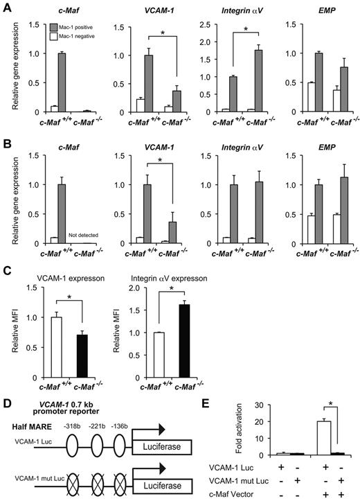 Figure 5. Decreased expression of VCAM-1 in c-Maf−/− fetal liver macrophage. mRNA expression profiles of erythroblast-macrophage adhesive interaction genes at E13.5 (A) and at E14.5 (B). Total RNA obtained from the Mac-1+ fraction (gray bar) and Mac-1− fraction (open bar) of fetal liver cells was used for analyses. VCAM-1 expression was decreased in c-Maf−/− macrophages at E13.5 and E14.5; n = 7 per group; *P < .05. The expression level of c-Maf+/+ fetal liver Mac-1 fraction was set to 1.0. All of the data are presented as mean ± SEM (C) Relative mean fluorescent intensity (MFI) values of VCAM-1 and Integrin αV for the c-Maf+/+ fetal liver Mac-1 fraction (normalized to MFI = 1) and the c-Maf−/− fetal liver Mac-1 fraction. E13.5 fetal liver cells were stained with FITC-conjugated anti–Mac-1 mAb, APC-conjugated anti–VCAM-1 mAb, and PE-conjugated anti-Integrin αV mAb. Bar graphs represent mean ratio ± SEM. Consistent with real-time RT-PCR analysis, significant differences in VCAM-1 and Integrin αV protein expression were observed; n = 8 per group; *P < .05. (D) Schematic diagram of a luciferase reporter construct with the use of a VCAM-1 0.7-kb promoter (VCAM-1 Luc, top) ligated to a firefly luciferase cassette. Three putative half-MARE sites (5′ −318 bp, −221 bp, and −136 bp) are indicated. A luciferase assay was performed with a VCAM-1 Luc and that with mutations in half-MARE (VCAM-1 mut Luc, bottom) as reporters. (E) The pEFX3-FLAG-cMaf expression vector (c-Maf Vector) was cotransfected with the reporter plasmid into the macrophage cell line J774. The relative luciferase activity shown is derived from averages of 2 independent experiments (shown as mean ± SEM). The luciferase activity seen in J774 cells transfected with the reporter plasmid and with an empty vector was normalized to a value of 1 as the standard (*P < .05).
